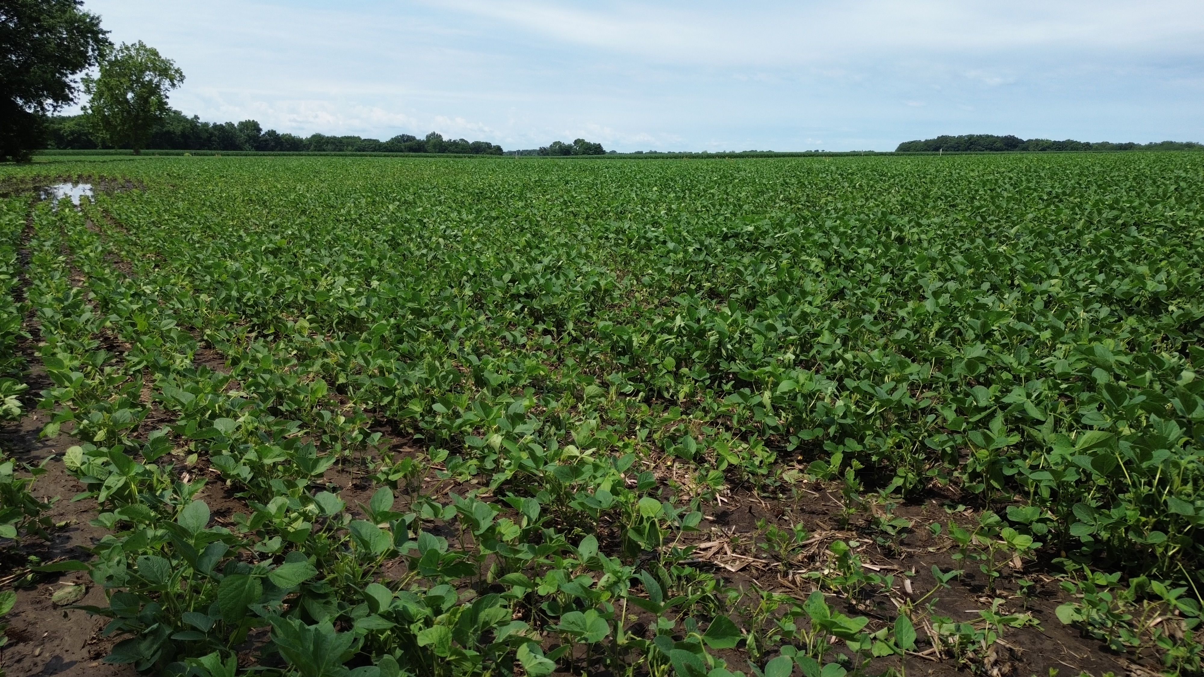 Rainfall Fuels Growth and Fungicide Trial Begins